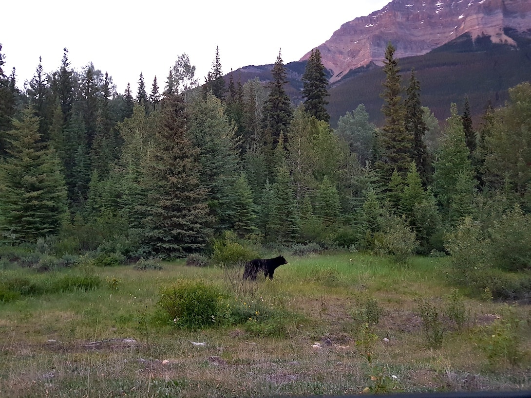 Schwarzbär Icefield Parkway kanadische Rocky Mountains