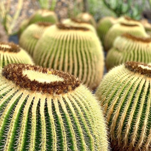 Schwiegermuttersitz Kaktusgarten Lanzarote