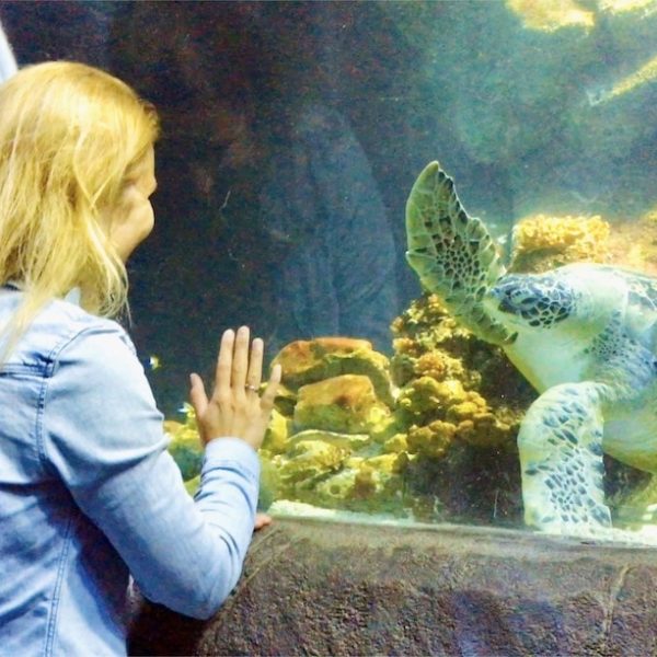 Sea Life Oberhausen Schildkröte