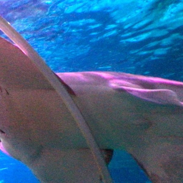 Sea Life Oberhausen Tunnel vorbeischwimmen