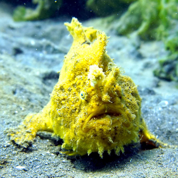 Secret Bay tauchen auf Bali Froschfisch