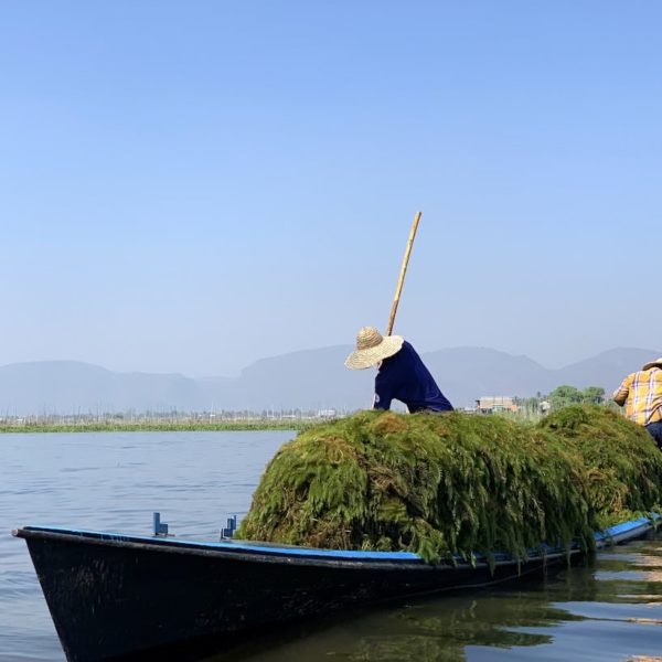 Seegras Abbau Inle Lake Myanmar