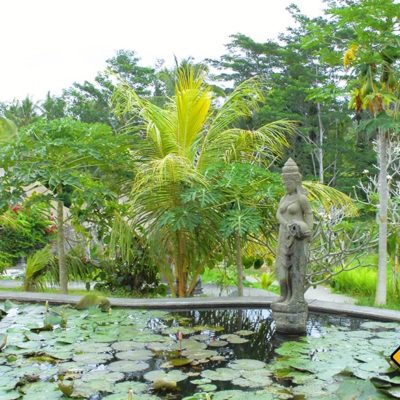 Seerosenteich Karsa Kafe Ubud