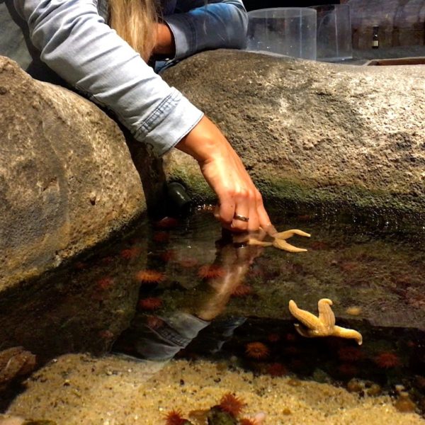 Seestern streicheln Oberhausen Sea Life