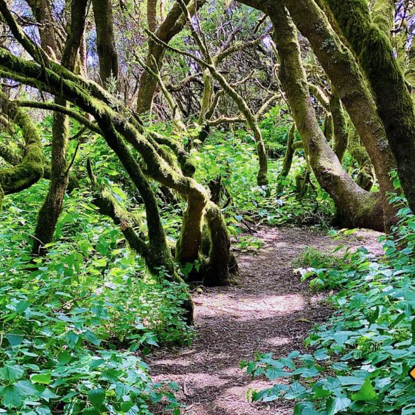 Sehenswertes El Hierro Wanderung La Llanía
