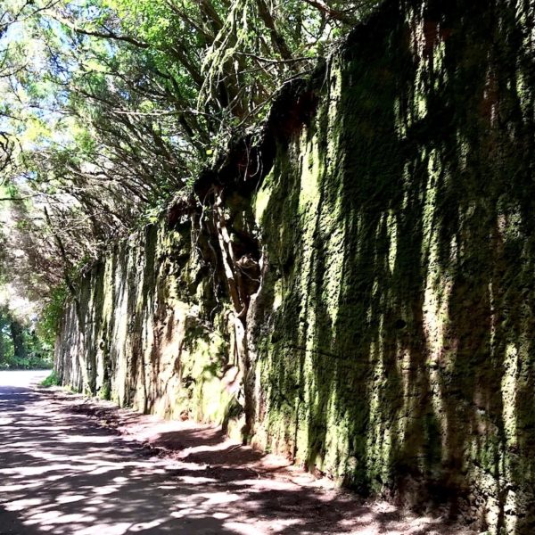Sehenswertes auf Teneriffa Anaga Gebirge grüne Wand