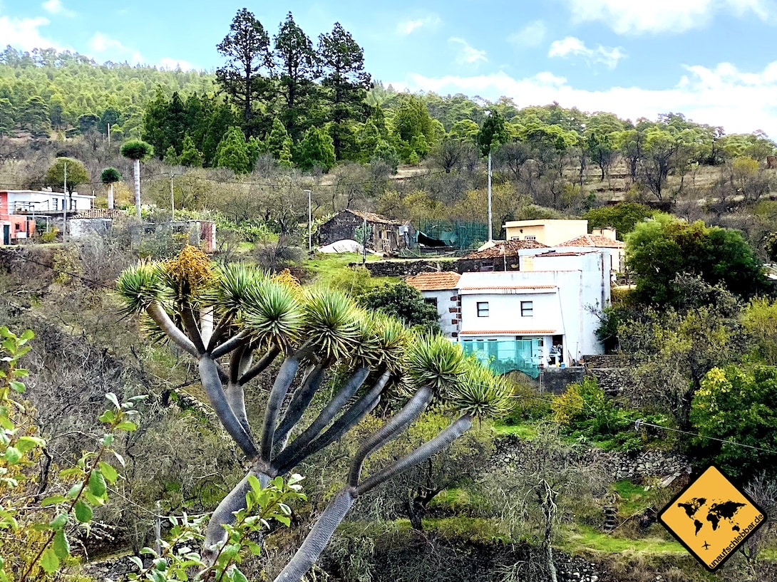 Sehenswürdigkeiten La Palma Drachenbaum Las Tricias