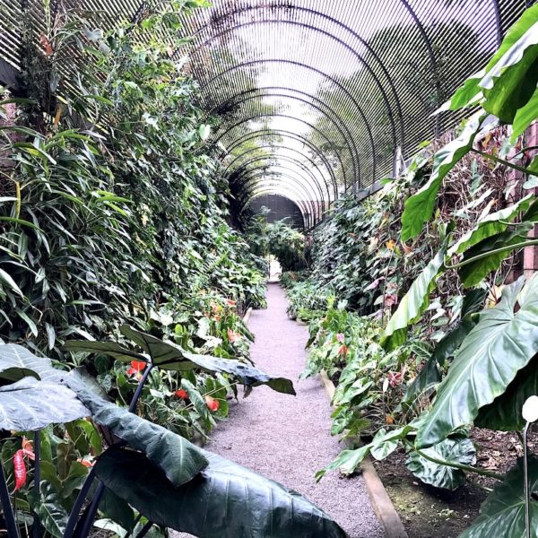 Sehenswürdigkeiten auf Teneriffa botanischer Garten Puerto de la Cruz