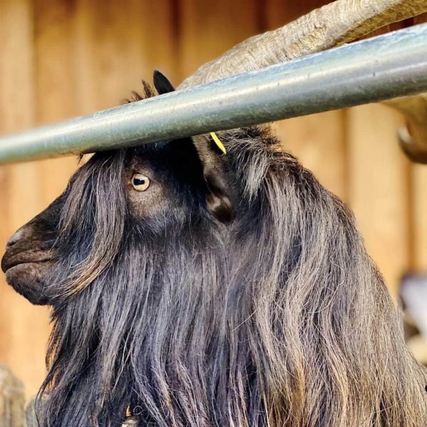 Seltene Haustierrassen Werdum Tierpark
