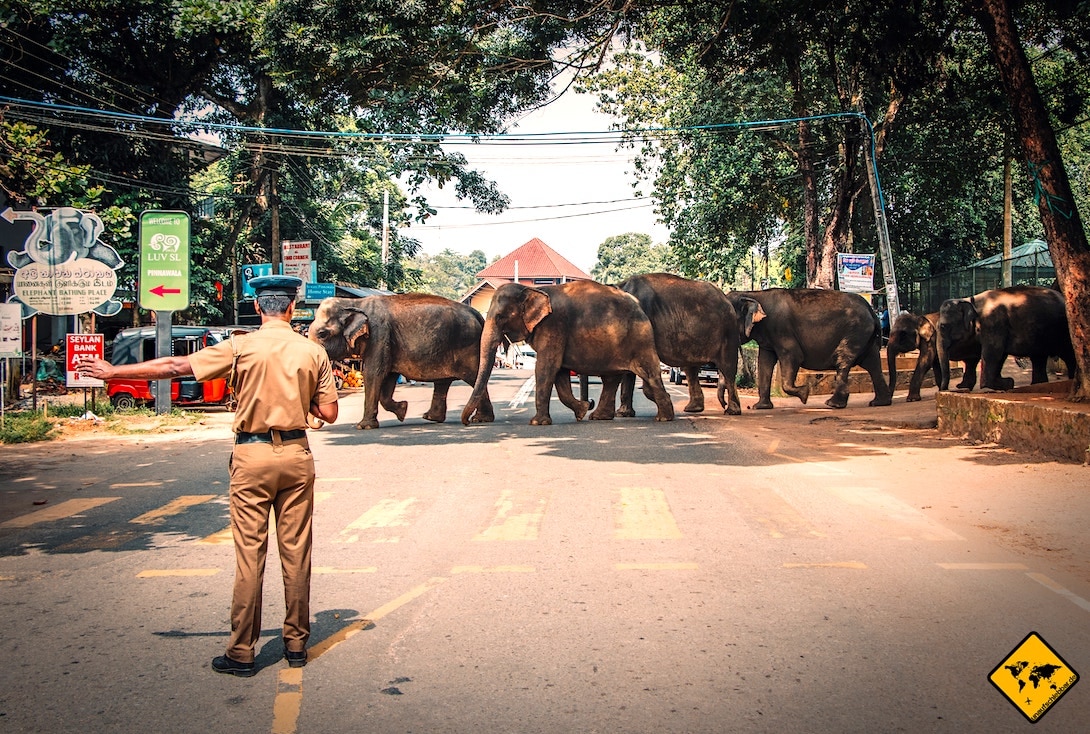 Sicherheit in Sri Lanka Elefantenherde