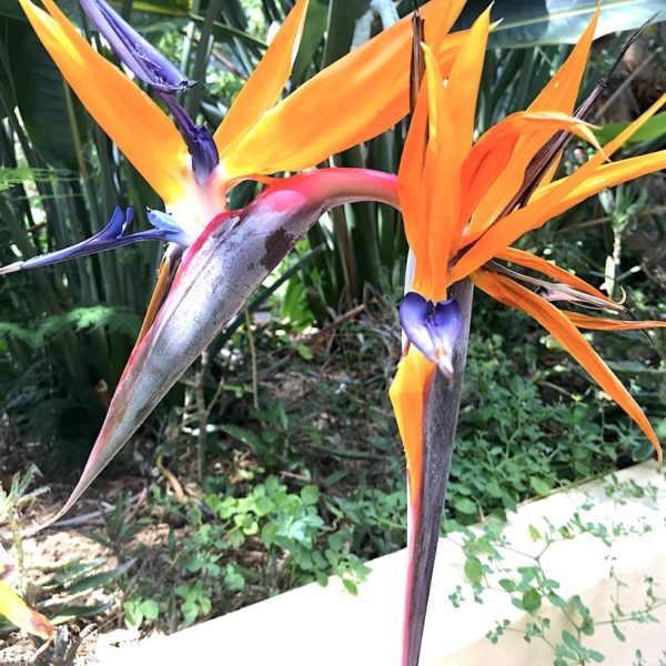 Sitio Litre Garten Puerto de la Cruz Papageienblume Teneriffa