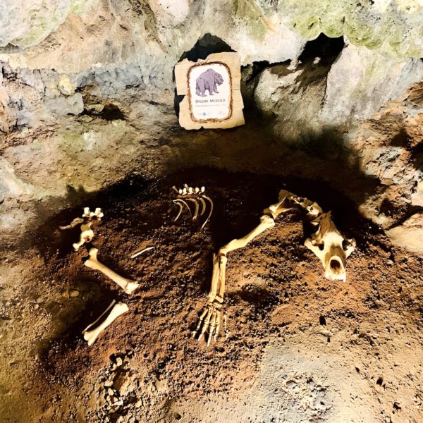 Skelett Nachbildung Höhlen-Bär Kroatien Tropfsteinhöhle