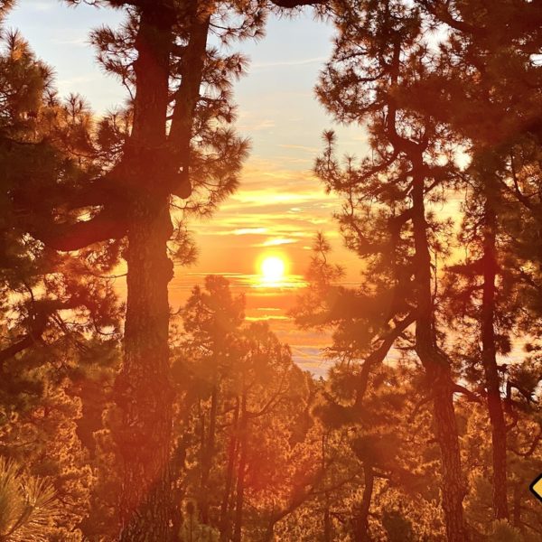 Sonnenuntergang Pinienwald La Palma