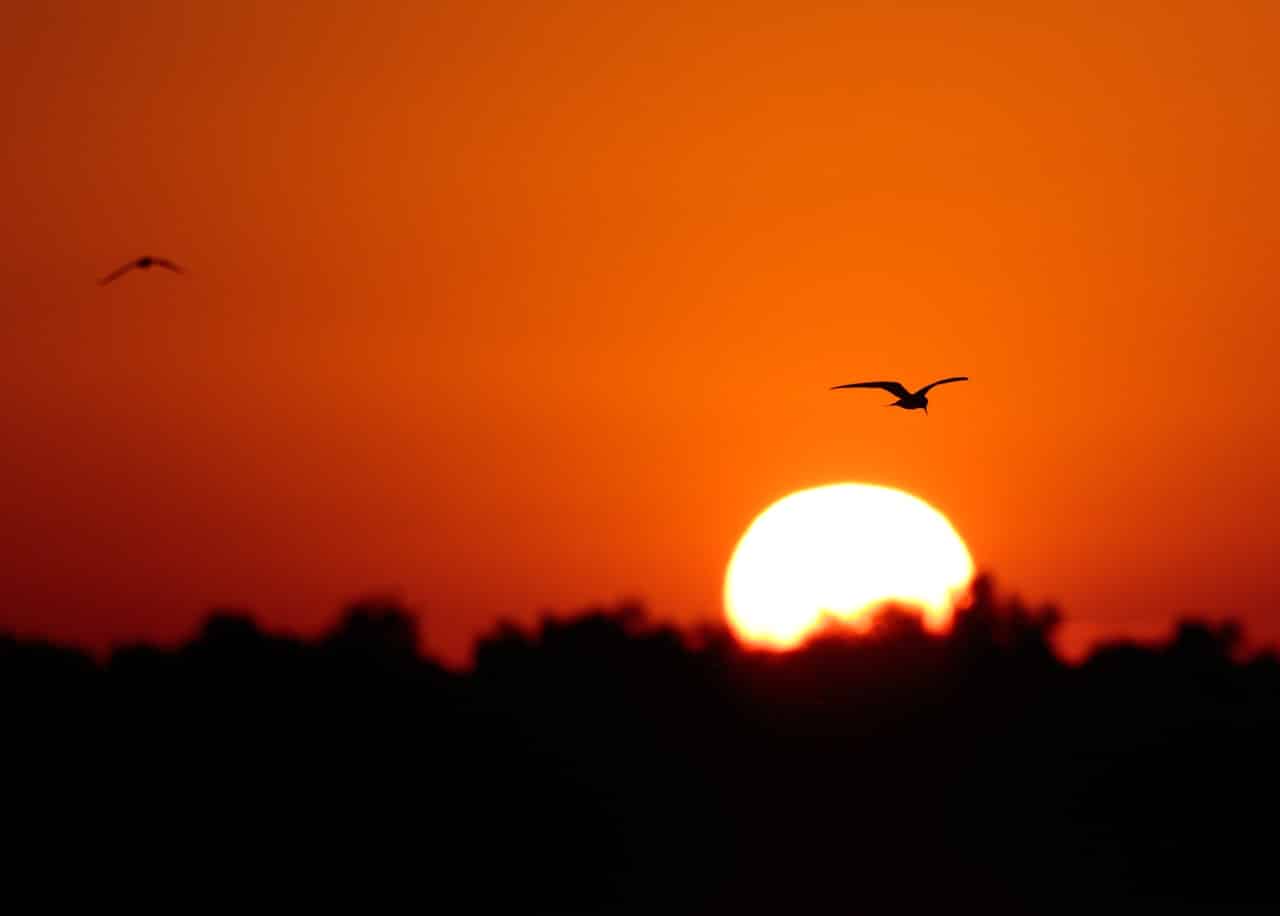 Sonnenuntergang fotografieren Vögel