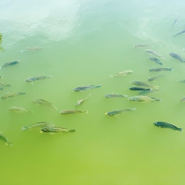 Sri Lanka Kandy Lake Fische