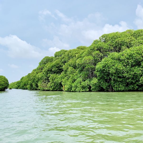 Sri Lanka Natur Lagune