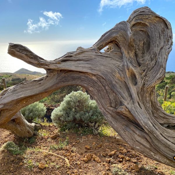 Stamm Wacholderbaum El Hierro