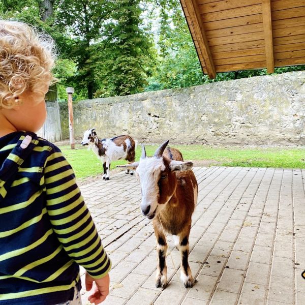 Streichelzoo Wildgehege Moritzburg