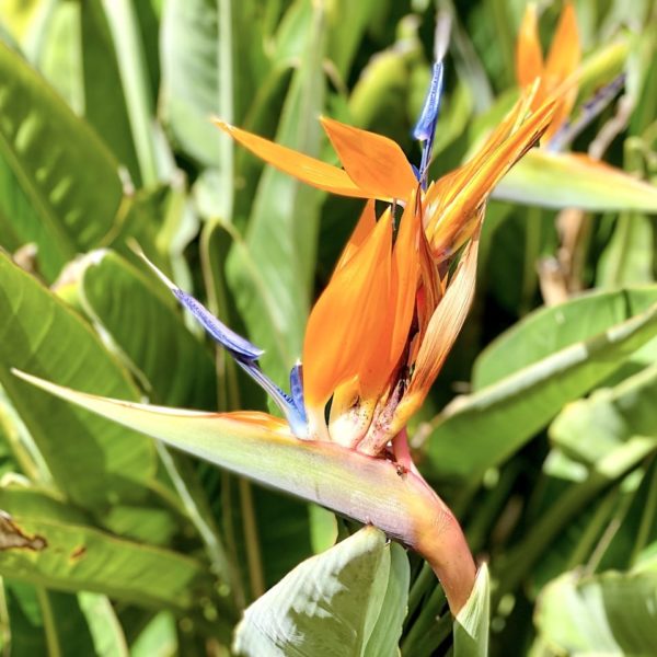 Strelitzien Botanischer Garten Besucherzentrum Garajonay Nationalpark La Gomera