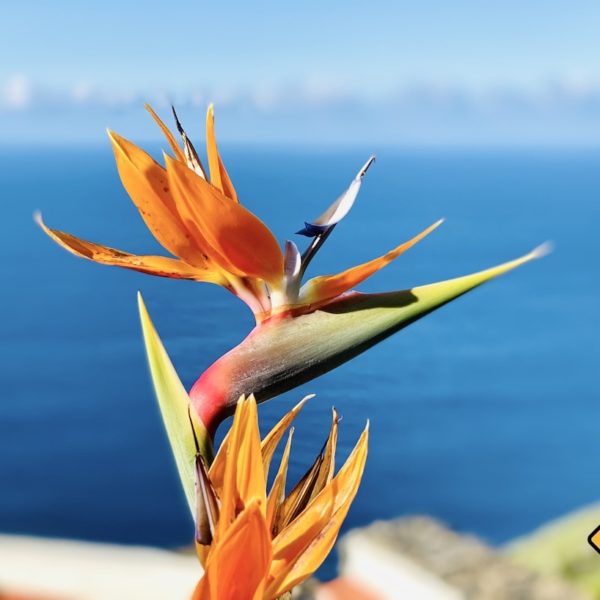 Strelizie Teneriffa Jardin de la Paz
