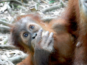 Sumatra Trekking mit Orang Utans – ein echtes Dschungel-Abenteuer!