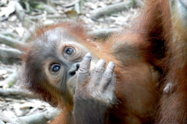 Sumatra Trekking mit Orang Utans – ein echtes Dschungel-Abenteuer!