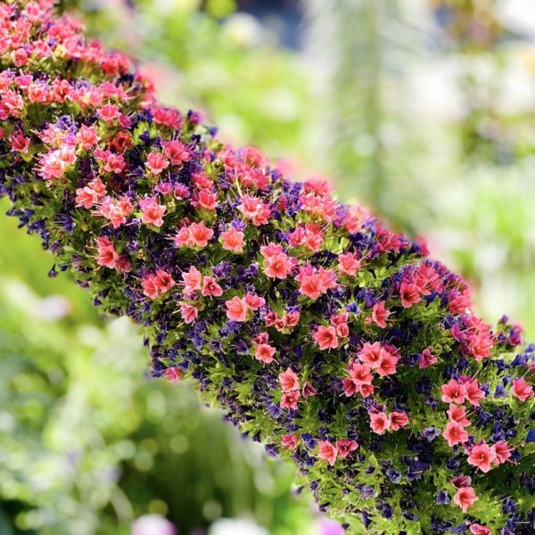 Tajinaste Blüten
