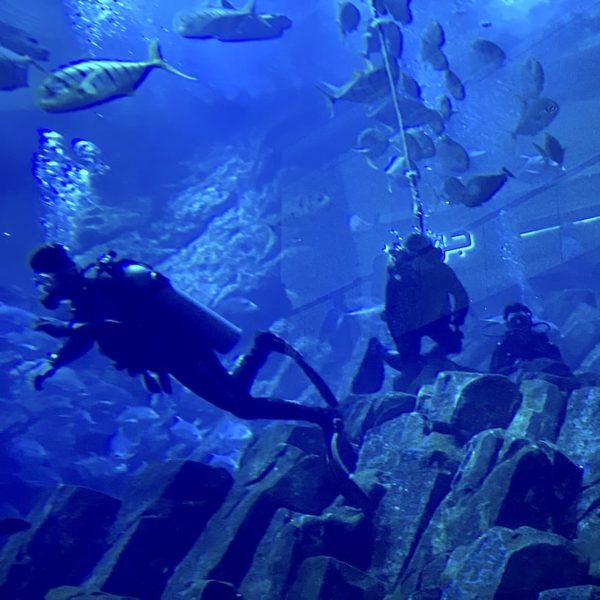Taucher Dubai Aquarium