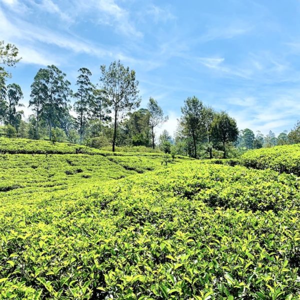 Teeplantage Mlesna Tea Castle St. Clair Hatton