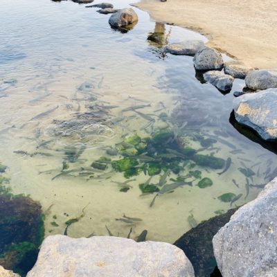 Teich Fische Fuerteventura Hornos de Cal de La Guirra