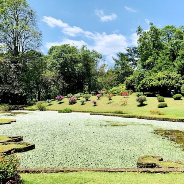 Teich Royal Botanic Gardens Kandy