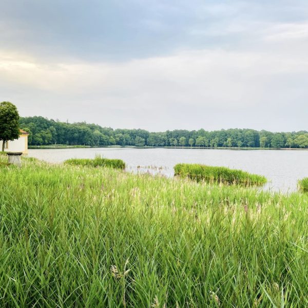 Teich Schlosspark Moritzburg