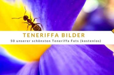 Teneriffa Bilder kostenlos – 50 unserer schönsten Teneriffa Fotos