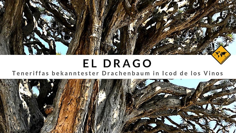 El Drago (Drachenbaum Teneriffa) - Top 3 Highlights im Drago Park