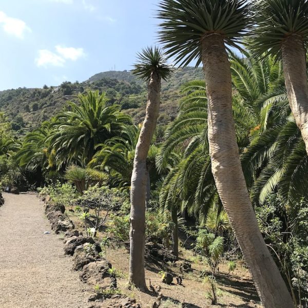 Teneriffa Drago Park