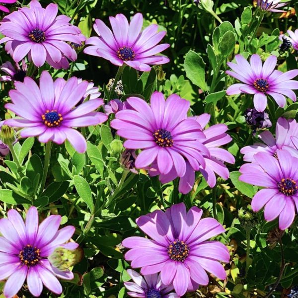 Teneriffa Frühling Blumen