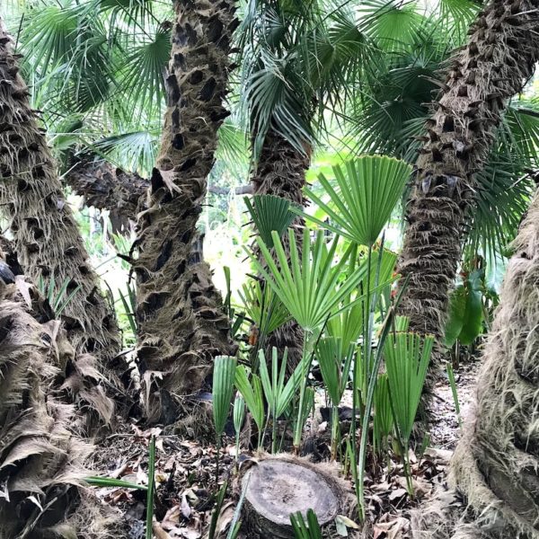 Der botanische Garten in Puerto de la Cruz beherbergt viele außergewöhnliche Pflanzen