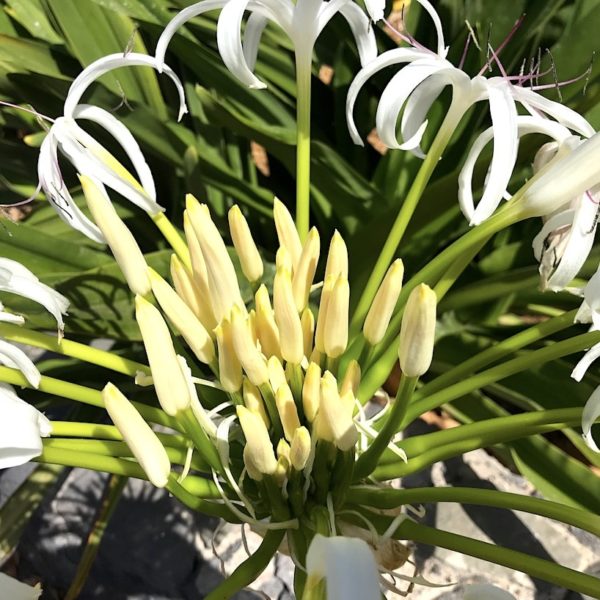 Teneriffa Sehenswürdigkeiten Palmetum Santa Cruz