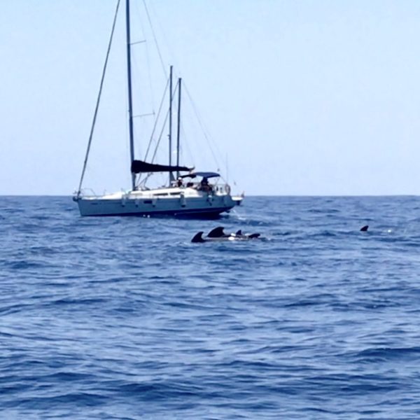 Die Teneriffa Wale schwimmen in der Regel gemeinsam in Herden