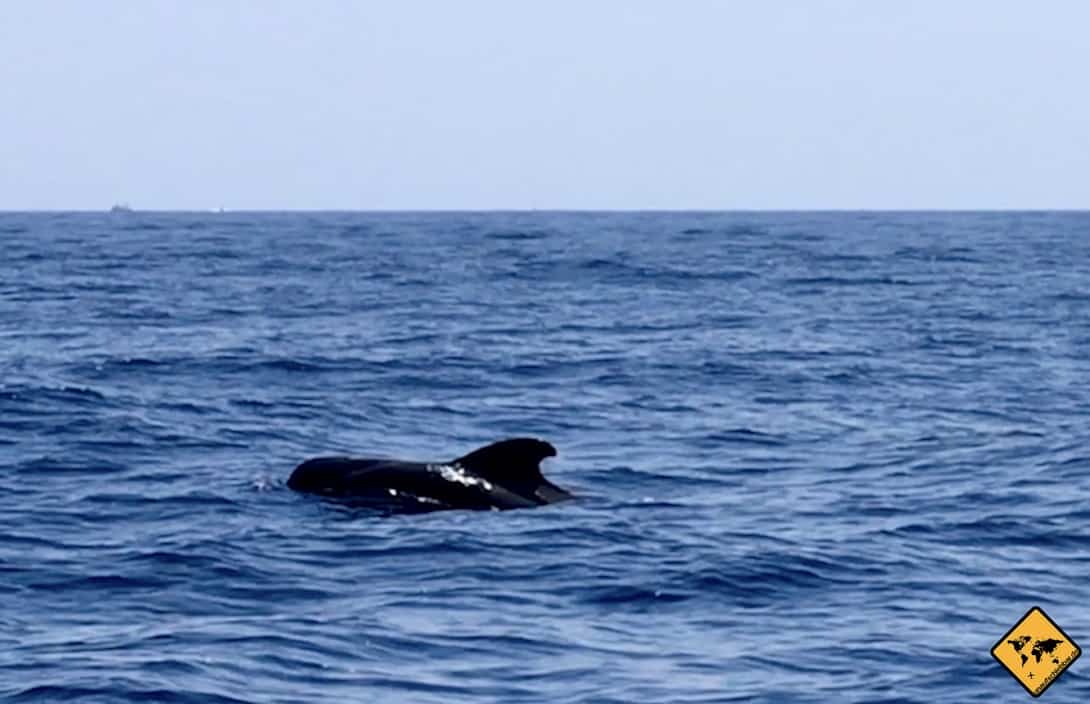 Als Teneriffa Wale werden Grindwale bezeichnet, die bis zu 7 Meter lang werden können und dunkelgrau bis schwarz im Ozean schimmern