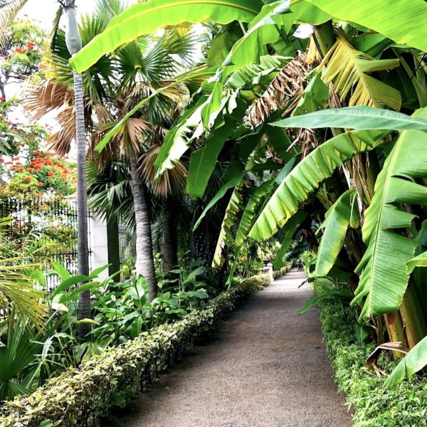 Teneriffa botanische Gärten Puerto de la Cruz Jardín Botánico