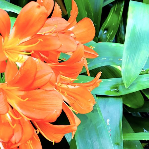 Teneriffa botanischer Garten La Orotava Blumen