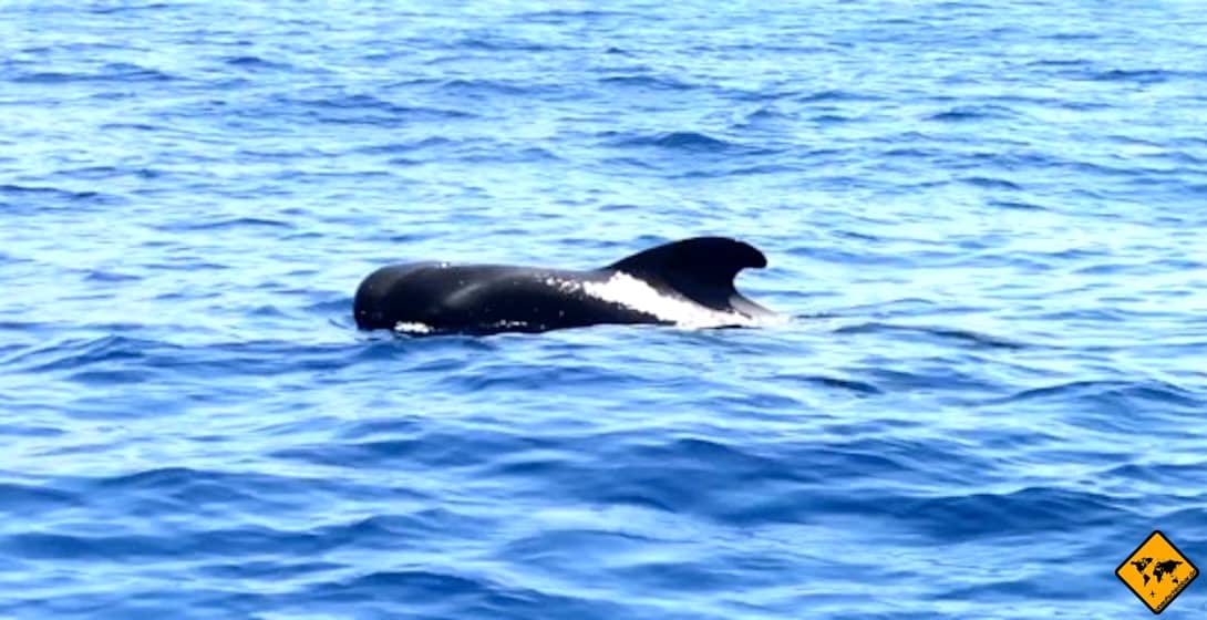 Bei einer Whale Watching Tour auf Teneriffa kannst du die Grindwale aus nächster Nähe bestaunen
