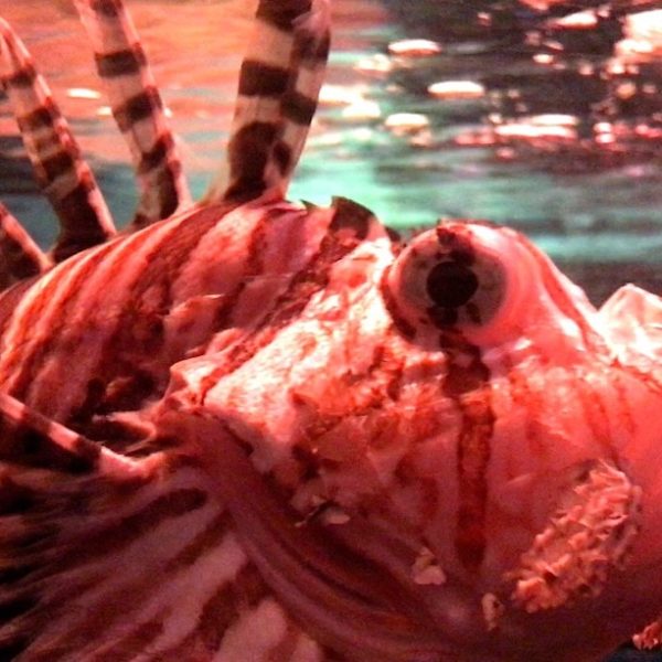 Tiefseefisch Sea Life