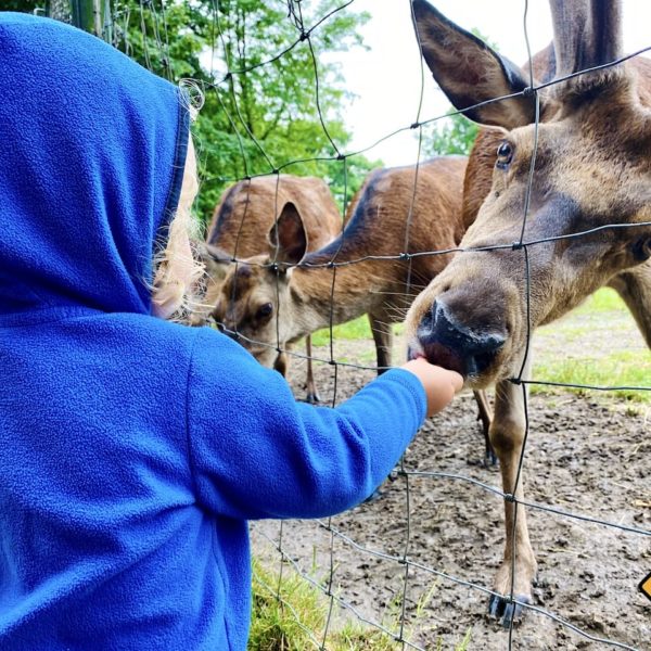 Tiere füttern Tierpark Wismar