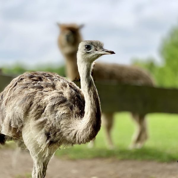 Tierpark Wismar Strauß