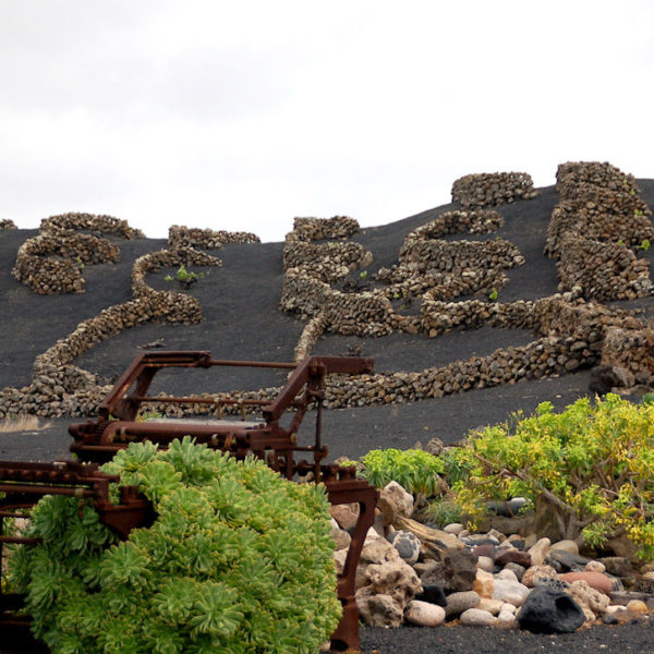 Hier siehst du eines der Weinanbau-Gebiete im Timanfaya Naitonalpark Lanzarote