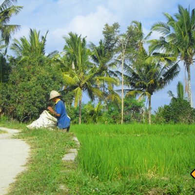 Ubud Reisernte
