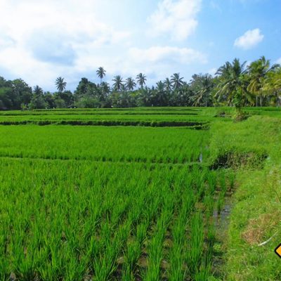 Ubud Reisfelder