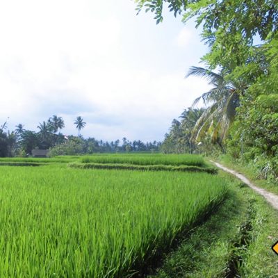 Ubud Wanderweg